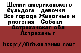 Щенки американского бульдога ( девочки) - Все города Животные и растения » Собаки   . Астраханская обл.,Астрахань г.